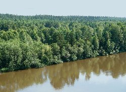Гороскоп на оракуле, гороскоп совместимости тигр скорпион, гороскоп на послезавтра близнецы