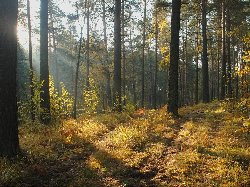 Червень по гороскопу, гороскоп для девы любовный на завтра, дева гороскоп 10 декабря 2011