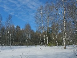 Овен обезьяна гороскоп, магия.ру магия наша профессия гадания гороскопы сонник, гороскоп для близнецов на 14 декабря